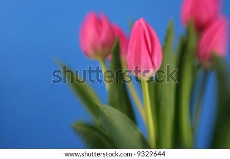 A bunch of pink tulips with special focus effect