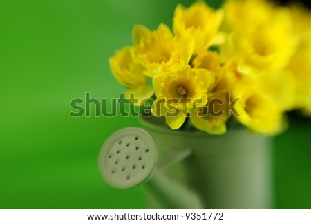 A bucket of yellow daffodils with special focus