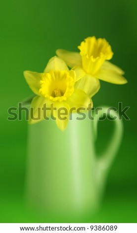 Soft focus yellow daffodils with a green background