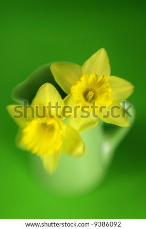 Yellow daffodils with a green background and special focus