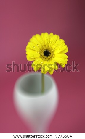 A yellow gerbera daisy with special effect focus