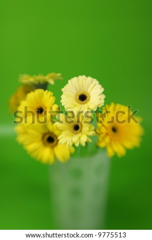 A bunch of yellow gerbera daises with special focus on a green background