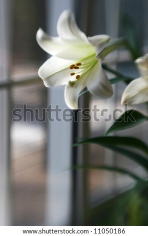 A white lily flower with special focus technique
