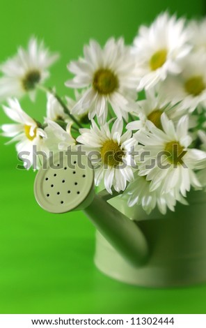 A green watering pail full of white and yellow daises