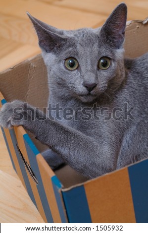 grey cat in box