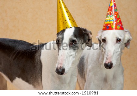 two dogs with hat
