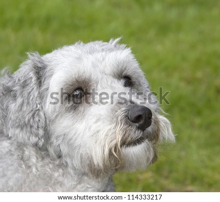 Bichon frise poodle cross breed dog