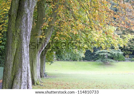 Line of chestnut trees in autumn foliage