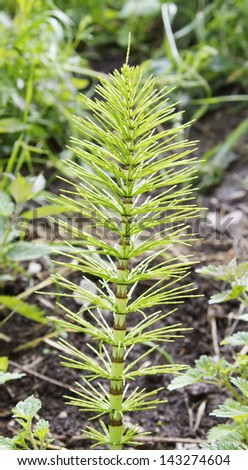 Horsetail (Equisetum) fern plant growing in woodland