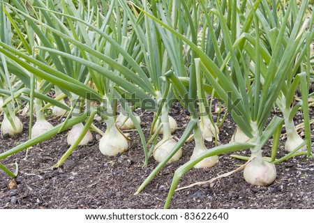 Row of large onions growing in soil