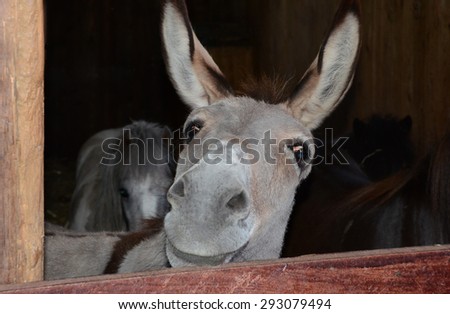 Funny donkey