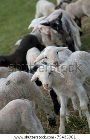 Easter lambs