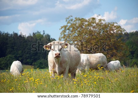 Happy cows
