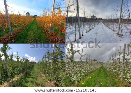 Apple field in four seasons
