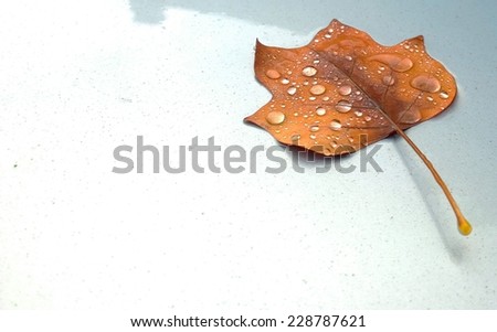 autumn leaf isolated with raindrop