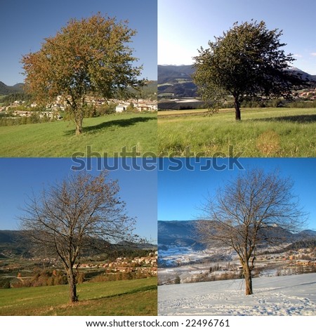 four season tree