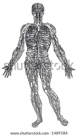 Major Veins And Arteries Of The Body. Major+veins+and+arteries+