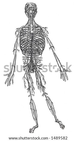 Human Body Arteries