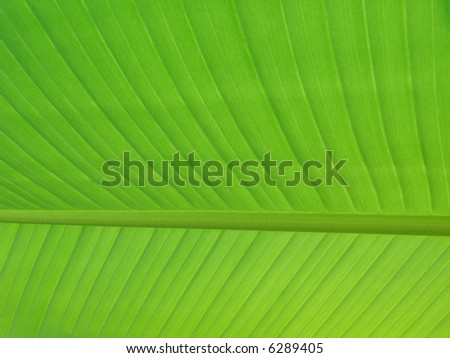 Texture of a banana tree leaf