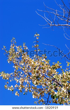 leaves on tree in the fall; blue sky background