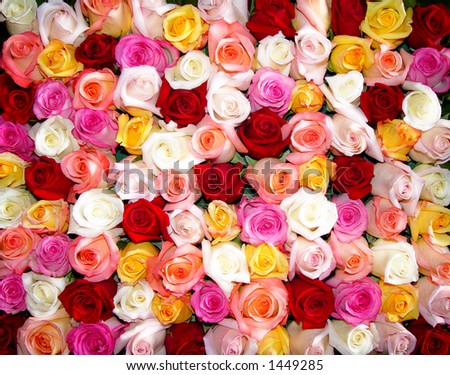 Bunch of multi-colored roses packed tightly together