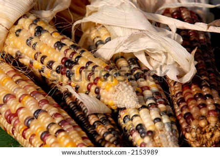 Photo of Indian Corn
