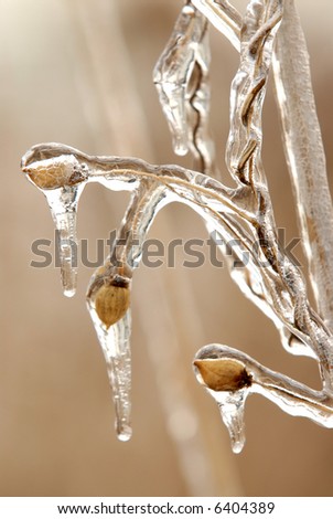 Photo of reed covered in ice after an ice storm.