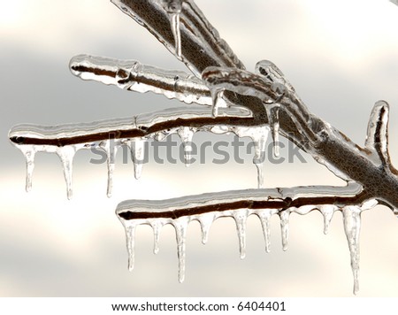 Photo of branches covered in ice after an ice storm.