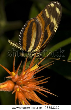 Photo of a Tiger Longwing butterfly, native of South/Central America. Part of the Nymphalidae family.