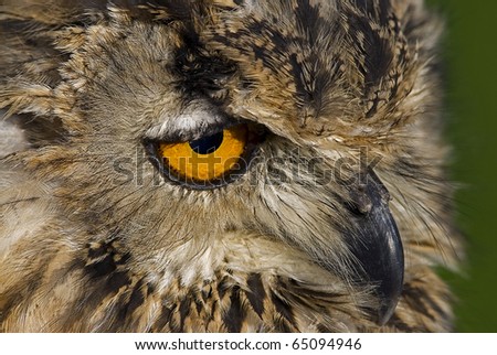Photo of a Bengal Eagle owl (Bubo bengalensis) also known as a Rock Eagle Owl or Indian Eagle Owl, a large horned owl native to South Asia.