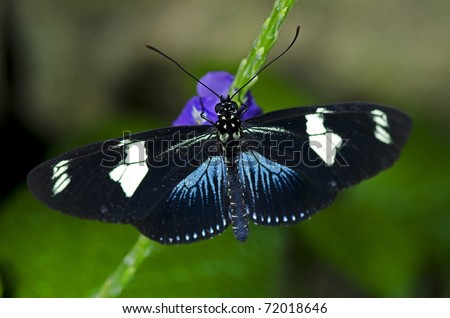 A Doris Longwing Butterfly, of the Nymphalidae family, native of the Amazon Basin through Mexico.