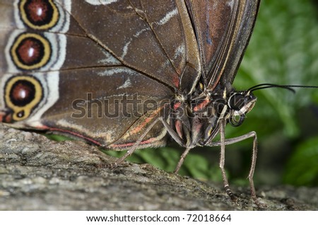 Photo of an Owl Butterfly, of the Nympalidae family, native of South America and Mexico.