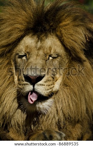 Photo of a Lion (Panthera leo) in captivity making a funny expression, sticking it\'s tongue out.