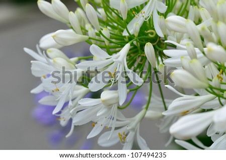 Agapanthus flowers. The flower of summer which attached the petal and the bud.