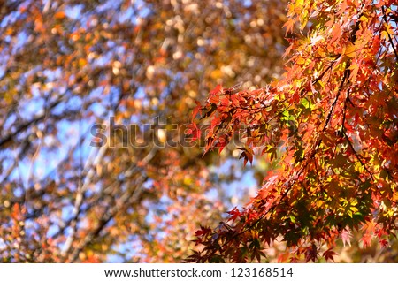 Japan\'s autumn leaves. The maple which began to dye red.