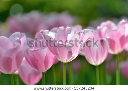 Pink color tulips. (Flower-beds in the spring)
