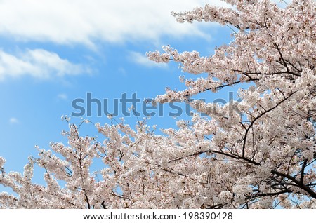 Cherry flowers. The flower of the cherry tree which blooms in spring of Japan.