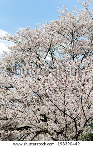 Cherry flowers. The flower of the cherry tree which blooms in spring of Japan.