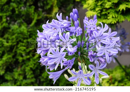 Agapanthus flowers. The flower of summer which attached the petal and the bud.