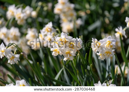White Double Daffodil. Taken in the winter of Japan.