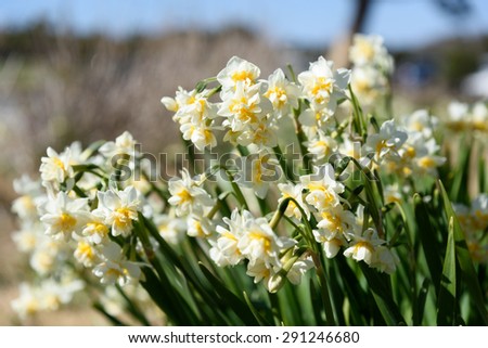 White Double Daffodil. Taken in the winter of Japan.