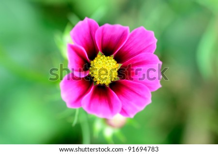 Pink Cosmos. Photographed it in autumn in Japan.