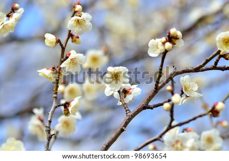 Flower of the plum. The flower of the plum blossom in early spring (White).