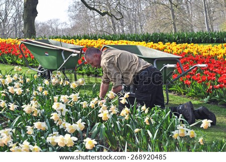 LISSE, THE NETHERLANDS, 8 APRIL 2015 - Gardener man between tulips and narcissus in Keukenhof Gardens, The Netherlands.