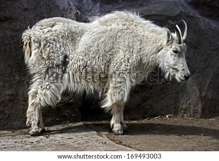 Rocky Mountain Goat. Latin Name - Oreamnos Americanus