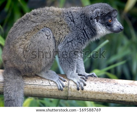Mongoose lemur. Latin name - Eulemur mongoz