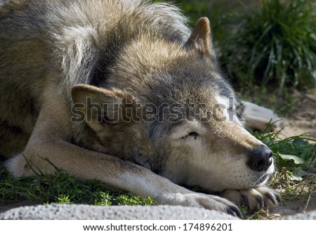 Sleeping wolf. Latin name - Canis lupus
