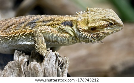 Bearded dragon. Latin name - Amphibolurus vitticeps