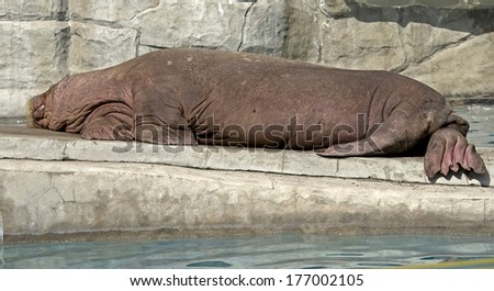 Walrus. Latin name - Octobenus rosmarus divergens