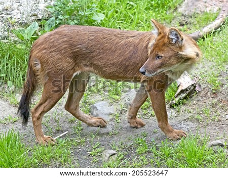 Asiatic wild dog also called indian wild dog or dhole